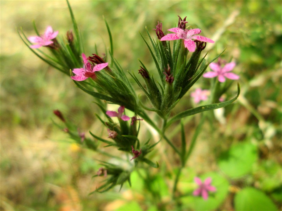 Raue Nelke (Dianthus armeria) in Saarbrücken