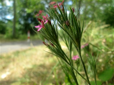 Raue Nelke (Dianthus armeria) in Saarbrücken