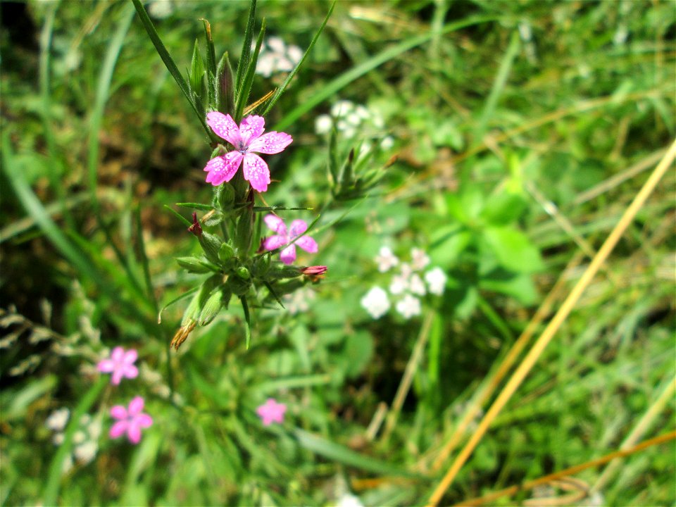 Raue Nelke (Dianthus armeria) im Naturschutzgebiet „St. Arnualer Wiesen“