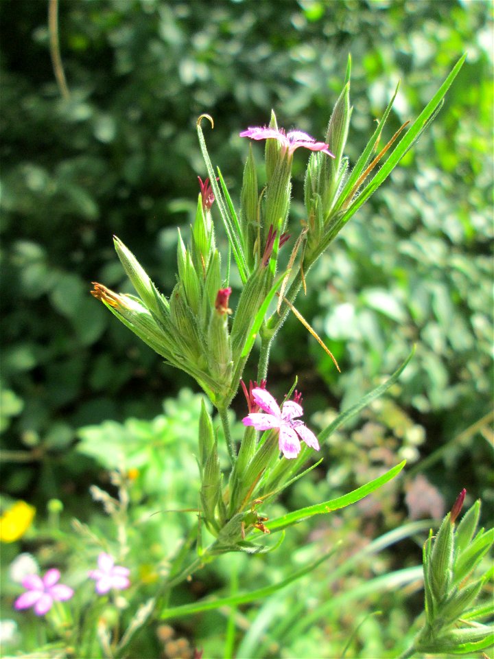 Raue Nelke (Dianthus armeria) im Naturschutzgebiet „St. Arnualer Wiesen“