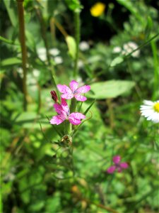 Raue Nelke (Dianthus armeria) im Naturschutzgebiet „St. Arnualer Wiesen“