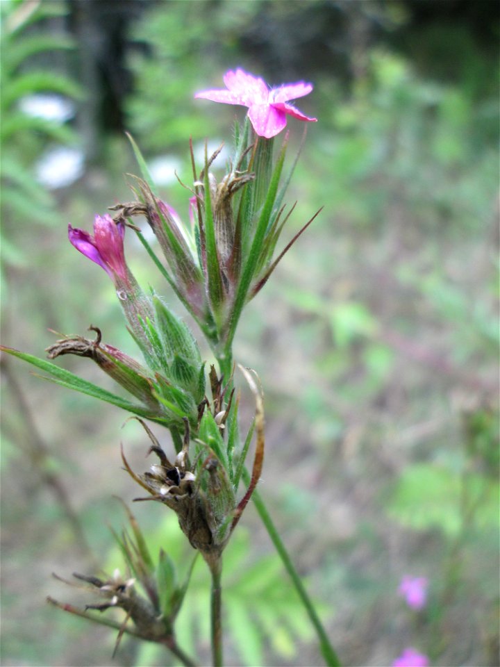 Raue Nelke (Dianthus armeria) an der alten Tuffgrube bei Kennfus