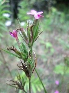Raue Nelke (Dianthus armeria) an der alten Tuffgrube bei Kennfus