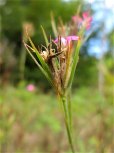 Raue Nelke (Dianthus armeria) an der alten Tuffgrube bei Kennfus