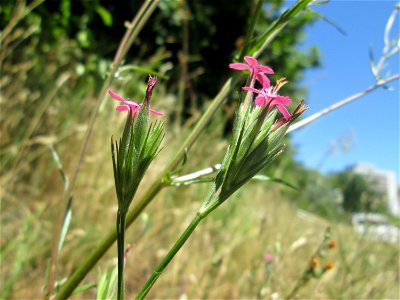 Raue Nelke (Dianthus armeria) am Osthafen in Saarbrücken