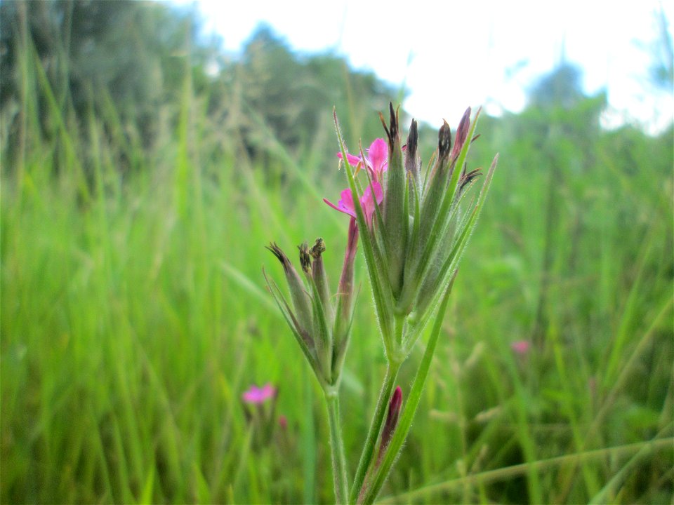Raue Nelke (Dianthus armeria) an der Saaraue Güdingen