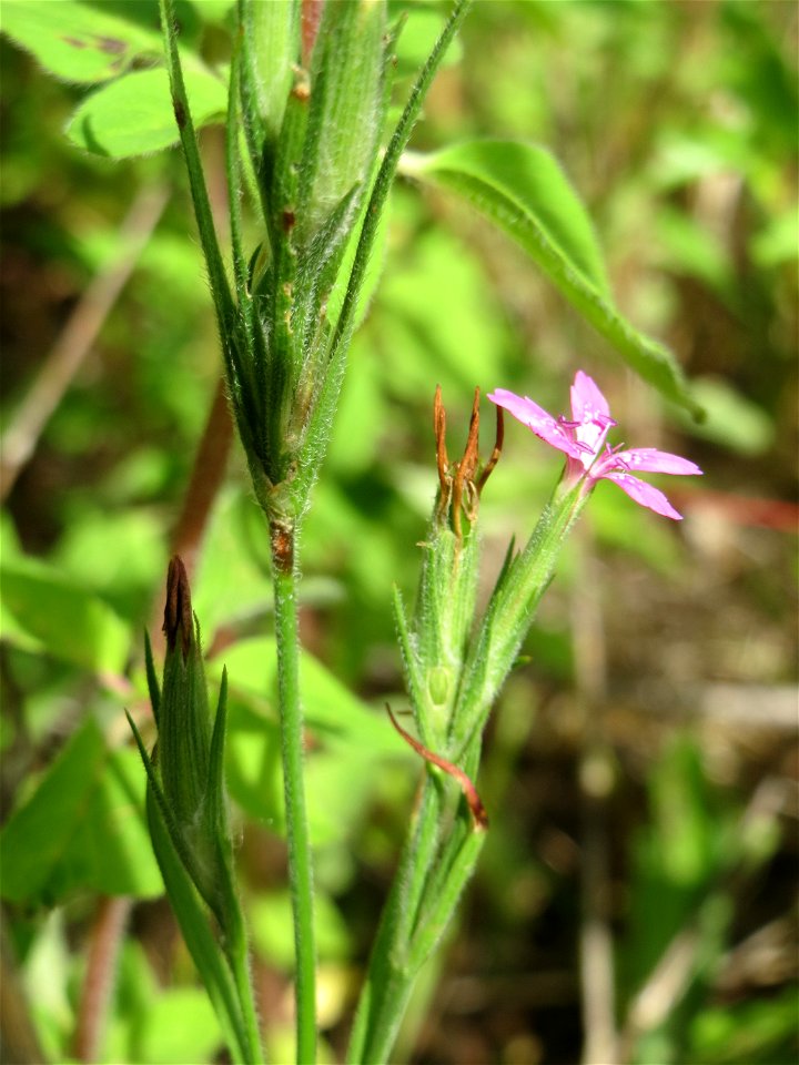 Raue Nelke (Dianthus armeria) in den Horststückern im Landschaftsschutzgebiet „Hockenheimer Rheinbogen“