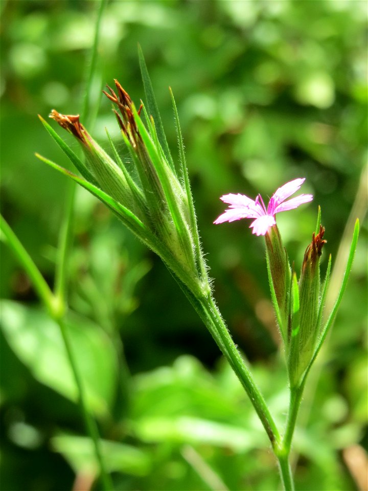 Raue Nelke (Dianthus armeria) in den Horststückern im Landschaftsschutzgebiet „Hockenheimer Rheinbogen“