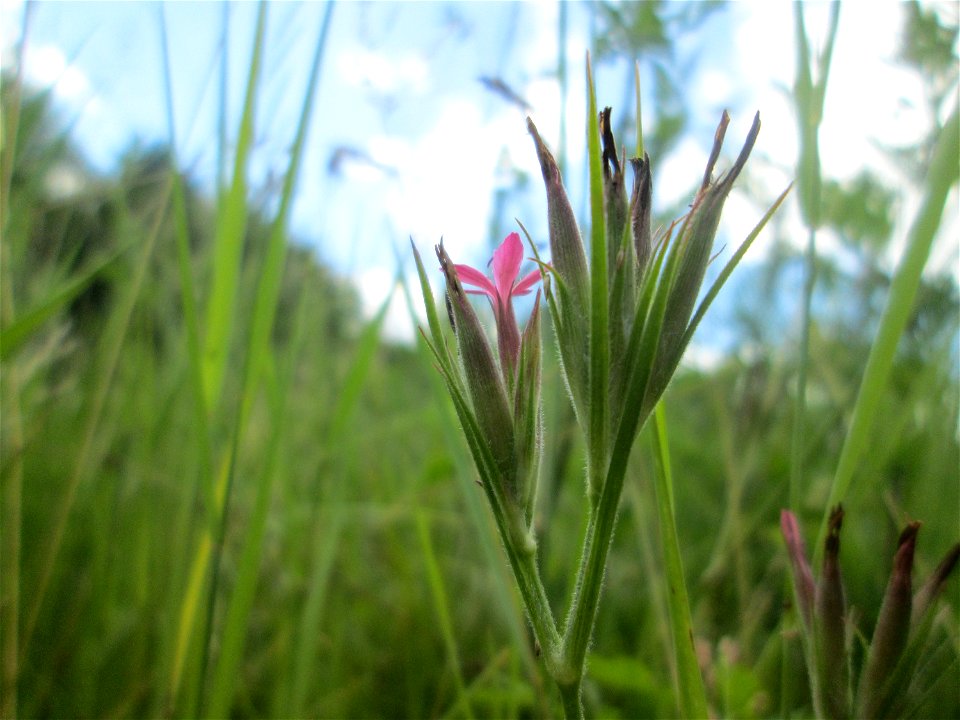 Raue Nelke (Dianthus armeria) an der Saaraue Güdingen