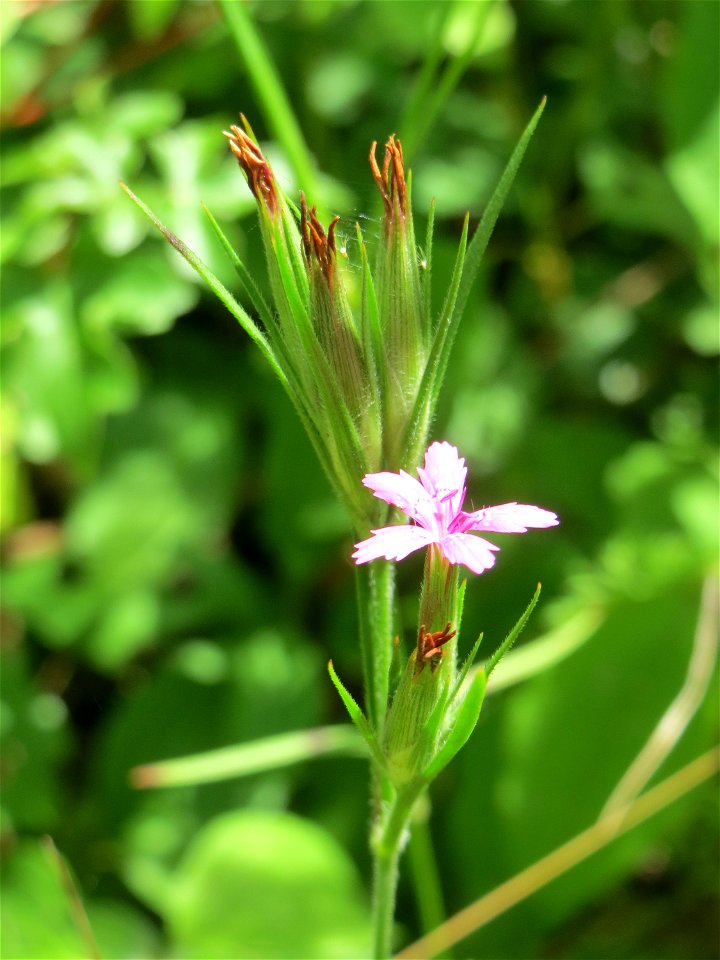 Raue Nelke (Dianthus armeria) in den Horststückern im Landschaftsschutzgebiet „Hockenheimer Rheinbogen“