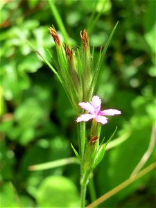 Raue Nelke (Dianthus armeria) in den Horststückern im Landschaftsschutzgebiet „Hockenheimer Rheinbogen“