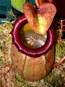 Photo of the photographers own plant.