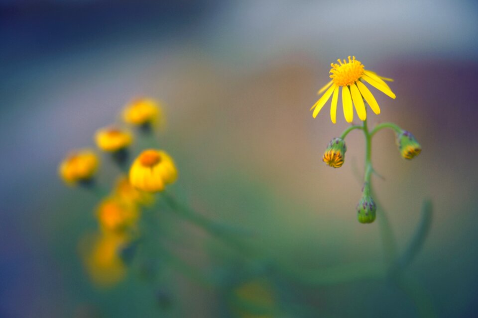 Field close up flora