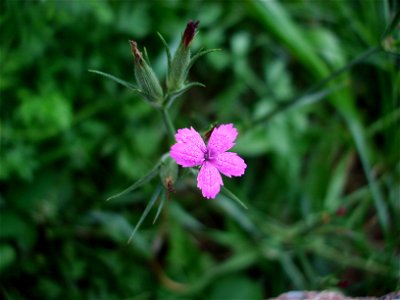 Deptford Pink flower (Dianthus armeria) photo