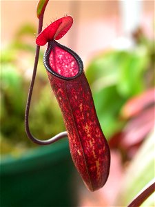 Here is a photo of my cultivated Nepenthes muluensis. photo