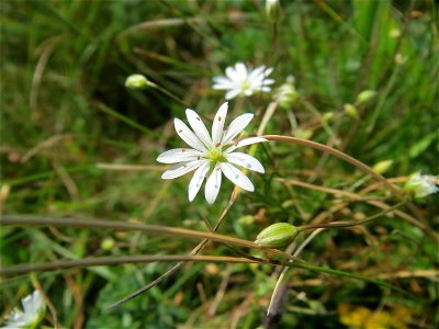 Gras-Sternmiere (Stellaria graminea) im Naturschutzgebiet Mürmes