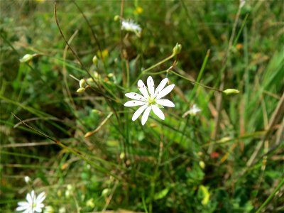 Gras-Sternmiere (Stellaria graminea) im Naturschutzgebiet Mürmes