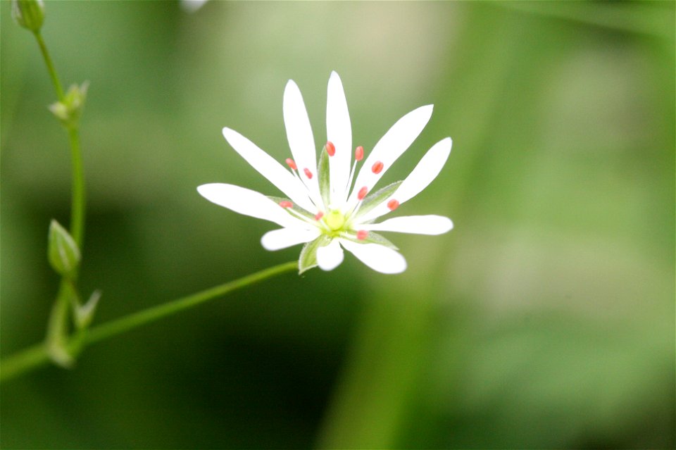 Stellaria graminea (Grasslike starwort)- Belgium