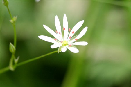 Stellaria graminea (Grasslike starwort)- Belgium