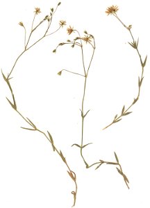 Stellaria graminea, eigener Herbarbeleg von 1985, Unterfranken