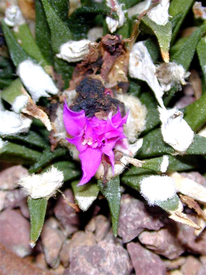 ariocarpus agavoides