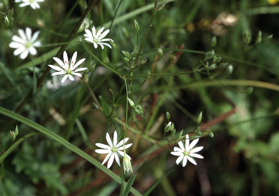 Stellaria graminea, Unterfranken