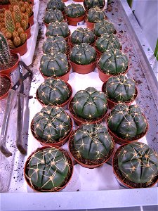 Gymnocalycium (Probably G. horstii) in a garden centre. There was a commercial botanic label as G. saglione.