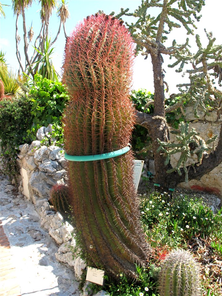 Ferocactus pilosus in the botanical garden of Eze (Alpes-Maritimes, France). Identified by botanic label.