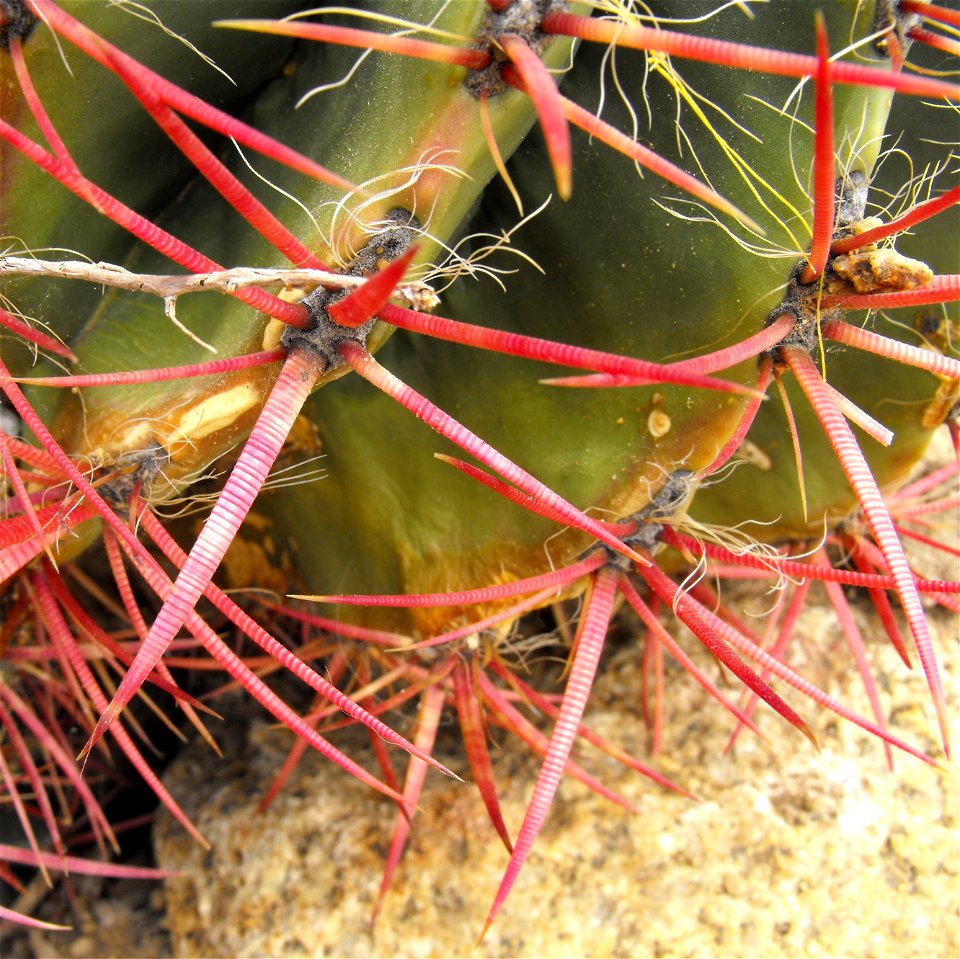 Ferocactus pilosus on display at the San Diego County Fair, California, USA. Identified by exhibitor's sign.