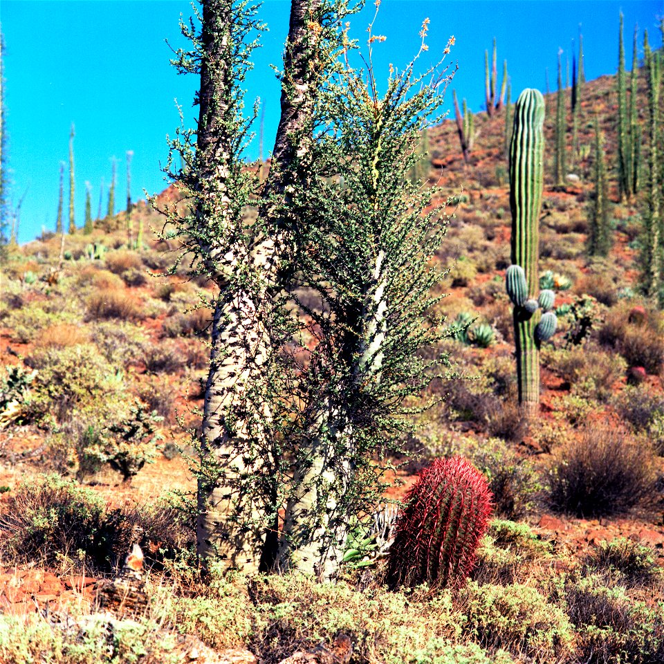 Dry land; terra firma; barren land; aridness; solitariness. Valle de los Cirios, Baja California.