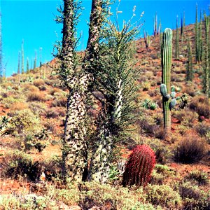 Dry land; terra firma; barren land; aridness; solitariness. Valle de los Cirios, Baja California.