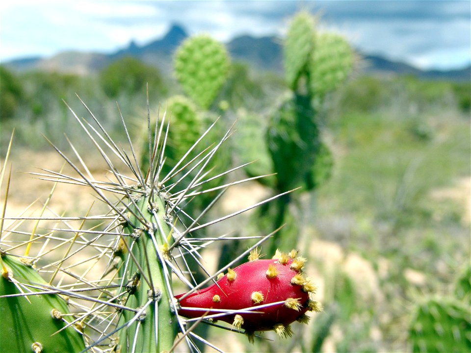 Naturaleza Macanao