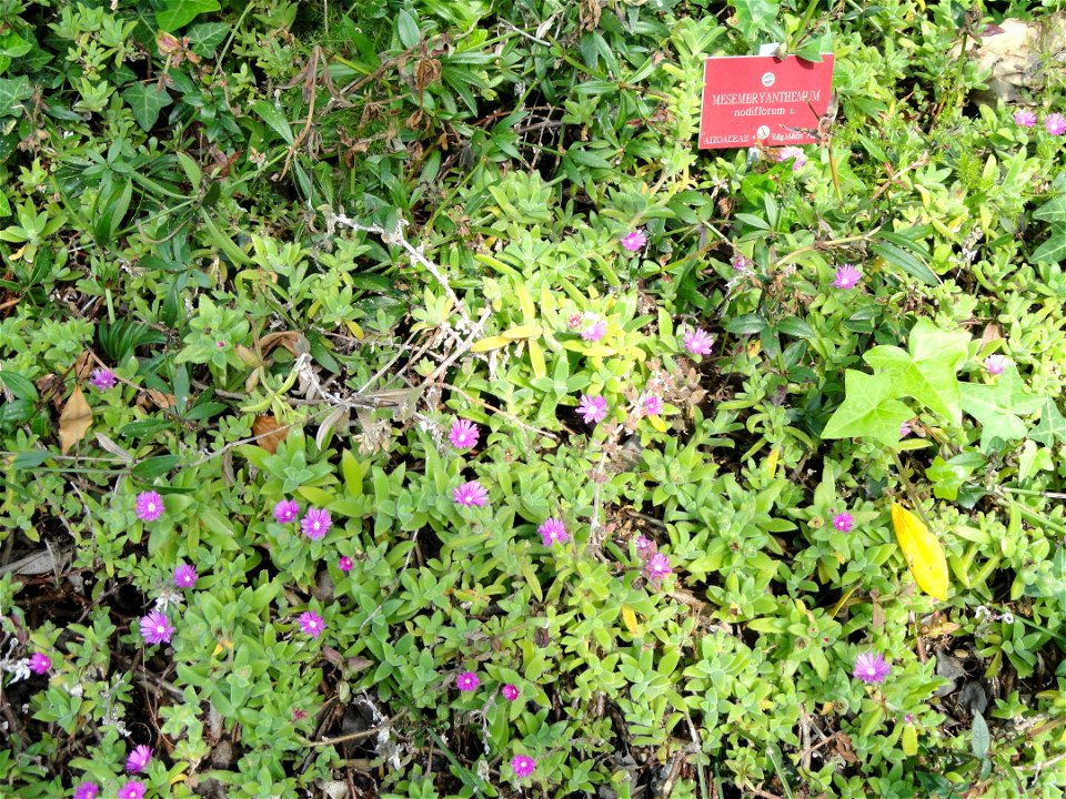 NOT Mesembryanthemum nodiflorum specimen in the Jardin botanique du Val Rahmeh, Menton, Alpes-Maritimes, France.