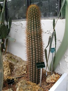 Oreocereus celsianus in a greenhouse of the Jardin des Plantes in Paris.