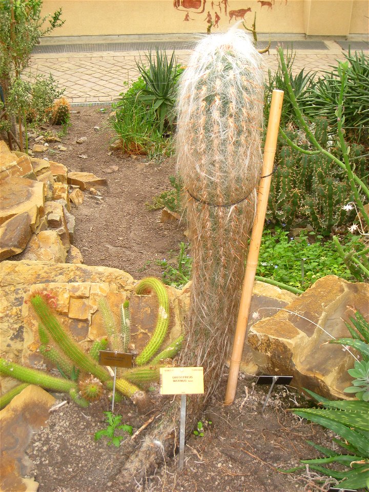 Oreocereus celsianus specimen in the National Botanic Garden of Belgium, Meise, just north of Brussels, Belgium.