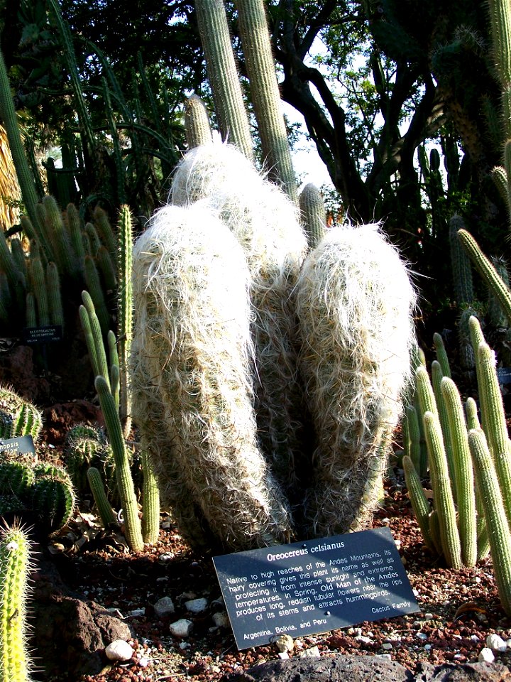 An image taken by personal camera at the Huntington Botanical Desert Garden in California of a specimen of Oreocereus celsianus