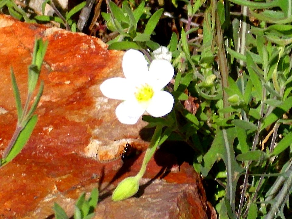 Arenaria montana flower Sierra Madrona, Spain