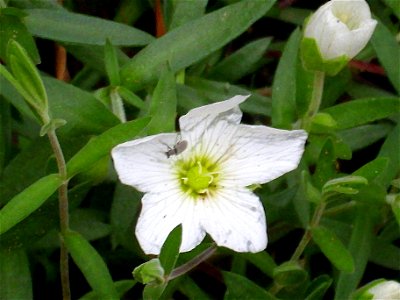 Arenaria montana subsp. montana flower close up, Sierra Madrona, Spain