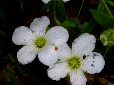 Arenaria montana subsp. montana flowers close up, Sierra Madrona, Spain