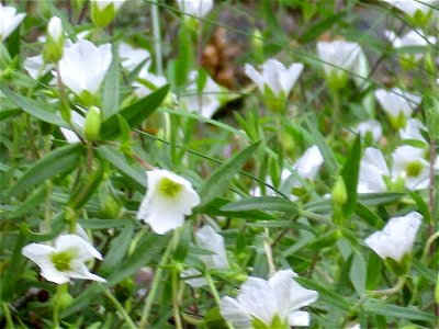 Arenaria montana subsp. montana flowers, Sierra Madrona, Spain