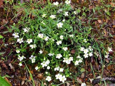 Arenaria montana subsp. montana habit, Sierra Madrona, Spain