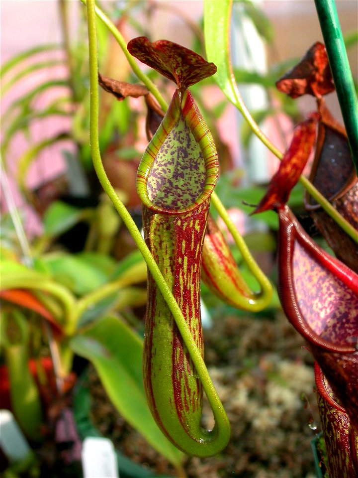 Cultivated N. copelandii.