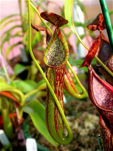 Cultivated N. copelandii.