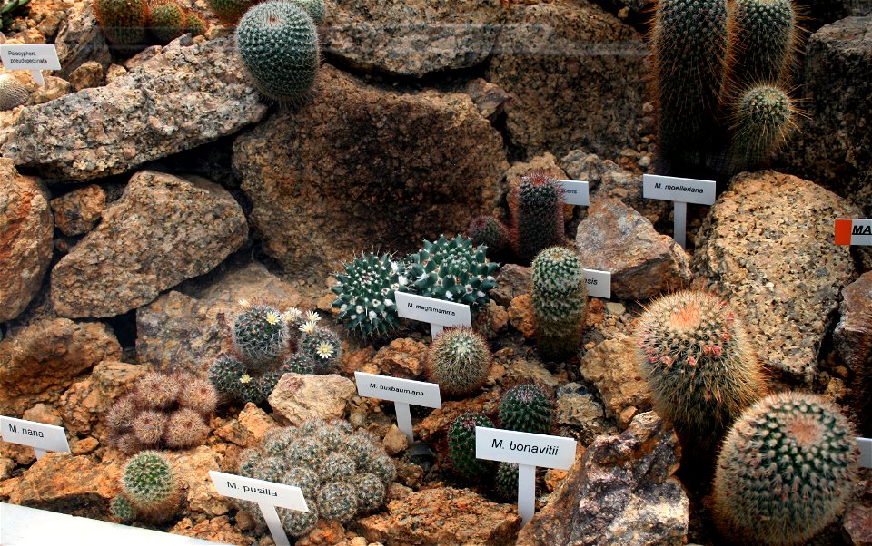 Several cactuses of genus Mammillaria Mammillaria bonavitii (= Mammillaria rhodantha), Mammillaria buxbaumiania (= Mammillaria densispina), Mammillaria magnimamma, Mammillaria moelleriana, Mammillaria
