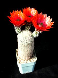 Image title: Beautiful cactus Image from Public domain images website, http://www.public-domain-image.com/full-image/flora-plants-public-domain-images-pictures/flowers-public-domain-images-pictures/ca photo