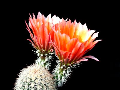 Image title: Cacti flowers Image from Public domain images website, http://www.public-domain-image.com/full-image/flora-plants-public-domain-images-pictures/flowers-public-domain-images-pictures/cactu photo