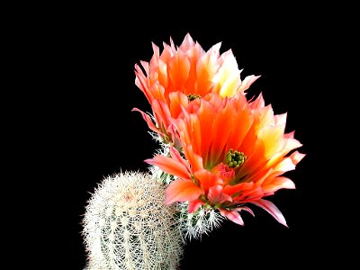 Image title: Cactus cacti flower Image from Public domain images website, http://www.public-domain-image.com/full-image/flora-plants-public-domain-images-pictures/flowers-public-domain-images-pictures photo