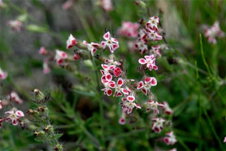 Flowers of Silene gallica var. quinquevulnera, Niigata-city, Niigata-ken, Nippon