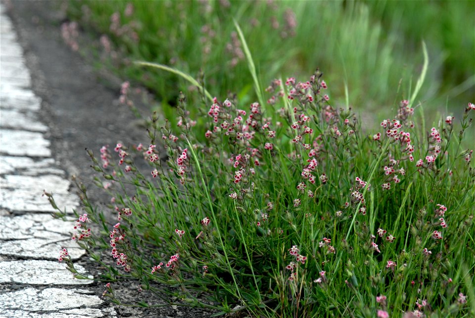 Silene gallica var. quinquevulnera, Niigata-city, Niigata-ken, Nippon