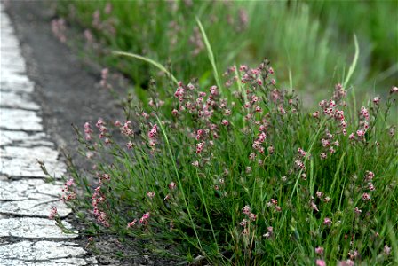 Silene gallica var. quinquevulnera, Niigata-city, Niigata-ken, Nippon